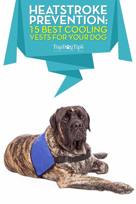 Top 15 Best Cooling Vest for Dogs to Prevent Heatstrokes in 2018 Kennel Ideas Outdoor, Dog Cooling Vest, Dog Illnesses, Hot Temperature, Dog In Heat, Cooling Vest, Dog Vests, Hot Outside, Cool Coats