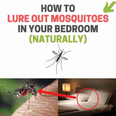 How to find hiding mosquito in your room. Mosquito Catcher Diy, Mosquito Repellent Inside Home, Get Rid Of Mosquitos In House, How To Get Rid Of Mosquitos In The House, Mosquitos In The House, Itch Remedies, Mosquito Trap Diy, Natural Mosquito Repellant, Mosquito Trap