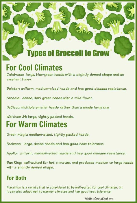 Broccoli is a cool weather crop that sometimes suffers in warmer climate zones. This printable provides a list of broccoli types that are suitable for cool climates and shows other varieties to grow in warm climates Print out the printable and add it to your garden journal. Find out more and get the free printable on The Gardening Cook. Harvesting Broccoli, How To Grow Broccoli, Grow Broccoli, Broccoli Plant, Growing Broccoli, Fall Crop, Broccoli Seeds, Climate Zones, Row Covers