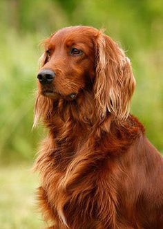 Redhead Mondays .... am I doing it right? Irish Dog Breeds, Irish Setter Puppy, Setter Puppies, Family Dogs Breeds, Irish Setter Dogs, Gordon Setter, Best Dog Breeds, Irish Setter, Sweet Dogs