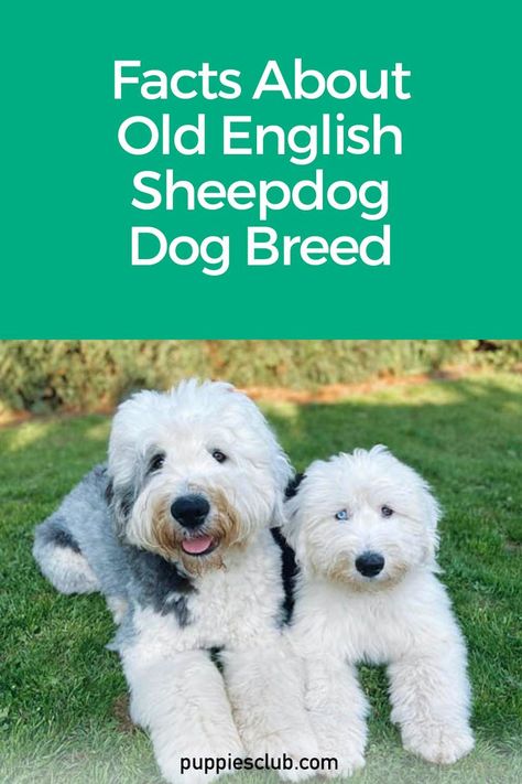 old-english-sheepdog Old English Sheep Dog, Low Shedding Dog Breeds, Funny Talking Dog, Sheepdog Breeds, English Sheepdog Puppy, Low Shedding Dogs, Dog Breeding Business, Old English Sheepdog Puppy, Sheep Dog Puppy