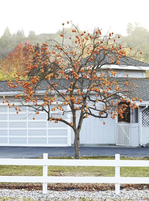 ‘Fuyu’ persimmon is an excellent choice for a front yard focal-point tree.  Photo: David Fenton Persimmon Tree, Fuyu Persimmon Tree, Landscaping Along Fence, Pruning Fruit Trees, Trees For Front Yard, Landscaping Retaining Walls, Peach Trees, Edible Landscaping, Ornamental Trees