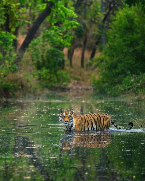 Scottish Animals, Serengeti National Park, Safari Travel, Safari Adventure, Amazing Photo, A Tiger, Wildlife Conservation, Domestic Cat, Big Cats