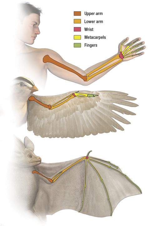 bat wing v.s. human hand Bird Wing Bone Structure, Bird Wings Anatomy, Wing Bone Structure, Wings Anatomy, Bat Anatomy, Wing Anatomy, Animal Skeletons, Wings Drawing, Animal Anatomy