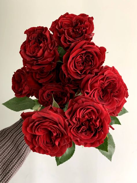 Red Mayra's have beautiful folded petals in a shockingly rich red. Red Flowers Aesthetic, Red Garden Rose, Peonies Red, Red Flower Arrangements, Red Peony, Red Bouquet, Rose Varieties, Red Rose Petals, Red Peonies