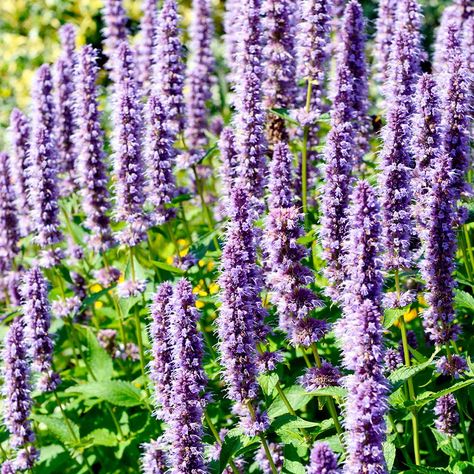 Korean Mint, Mint Herb, Flower Bed Borders, Mint Garden, Mint Seeds, Endless Summer Hydrangea, Bees And Butterflies, Tall Flowers, Perennial Herbs