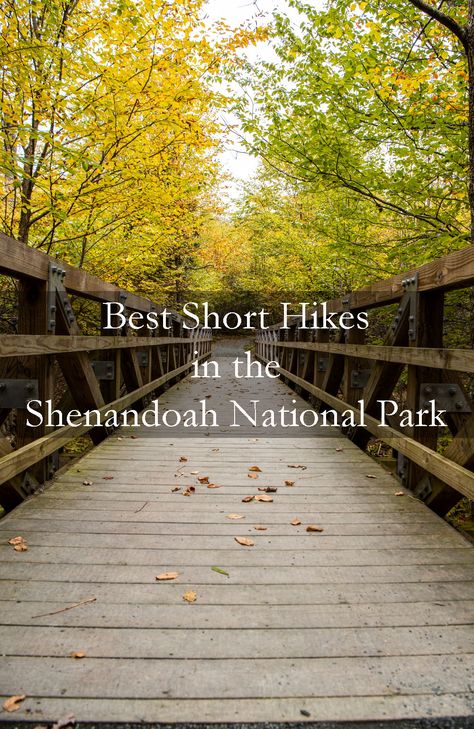 Need to know which of the 500 miles of hiking trails in the Shenandoah National Park are best for short hikes? This guide is for less than 2 hours, easy to moderate hikes such as the Limberlost trail, Blackrock Summit, and the Dark Hallows easiest waterfall hike. Part of a guide series on the Shenandoah. What overlooks to stop at, where to stay, best time to visit, what to do, best places to eat. Via @ExpertExplorers.com | #USA #Virginia #NationalPark #camping, #hiking, #EastCoast, #outdoors Shenandoah National Park Easy Hikes, Shanadoah National Park, Visiting Virginia, Massanutten Resort, Waterfall Hike, Truck Life, Virginia Vacation, Florida Adventures, Virginia Travel