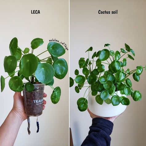 Leca House Plants, Pilea Plant Care, Diy Self Watering, Pilea Plant, Plant Party, Plant Mama, Household Plants, Plant Care Houseplant, Greenhouse Plants