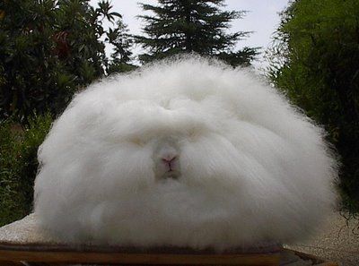 English Angora Rabbit, Angora Bunny, English Angora, Funny Animal Images, Funny Sheep, Beautiful Rabbit, Funny Animals With Captions, Funny Animal Photos, Angora Rabbit