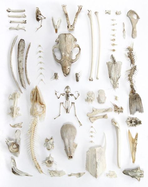 Mary Jo Hoffman, Raccoon Skull, Skeleton Anatomy, Leg Bones, Italy Milan, Baby Raccoon, Animal Skeletons, Vulture Culture, Bone Art