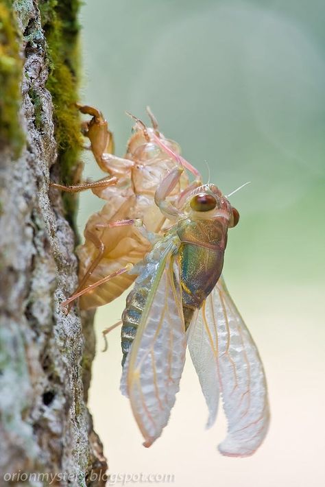 Cool Insects, Cool Bugs, A Bug's Life, Beautiful Bugs, Creepy Crawlies, Arthropods, Arachnids, Bugs And Insects, 판타지 아트