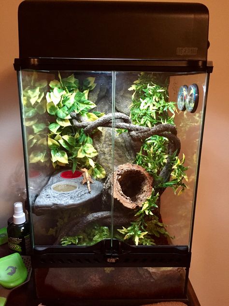 "Gecko" in his enclosure on the first day I got him. 1/1/17 Crescent Gecko Cage, Crested Geckos Habitat, Day Gecko Enclosure, Leachianus Gecko Enclosure, Cute Crested Gecko Tank Ideas, Crested Gecko Tank Setup, Tokay Gecko Enclosure, Frog Cage Ideas, Created Gecko Enclosure