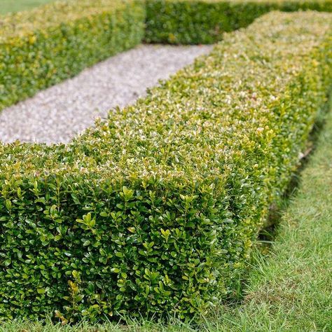 true Wintergreen Boxwood, Japanese Boxwood, Evergreen Landscape, Box Hedging, Evergreen Bush, Evergreen Hedge, Broadleaf Evergreen, Boxwood Hedge, Bush Plant