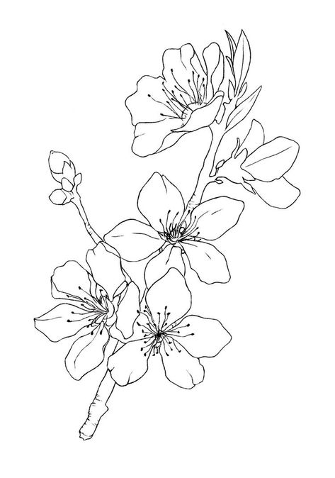 Floral Lineart, Flower Line Drawings, Flower Art Drawing, Blossom Tattoo, Flower Sketches, 3d Drawings, Plant Drawing, Botanical Illustration, Fabric Painting