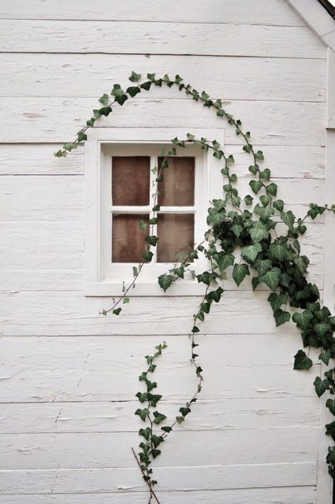 green plants in unusal places. This looks so good! Want a climbing plant like that. An Open Window, Beautiful Windows, Open Window, Plant Wall, My Dream Home, Shutters, Windows And Doors, Green Leaves, Home Design