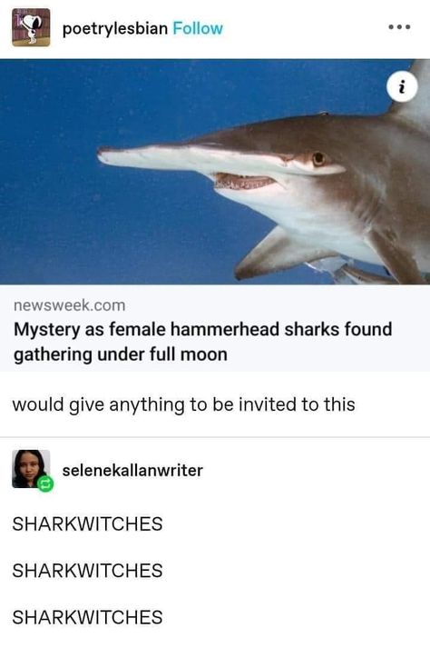 Biology Memes, Cute Shark, Hammerhead Shark, Fresh Memes, Silly Jokes, Marine Biology, Ocean Creatures, Resident Evil, Funny Animals