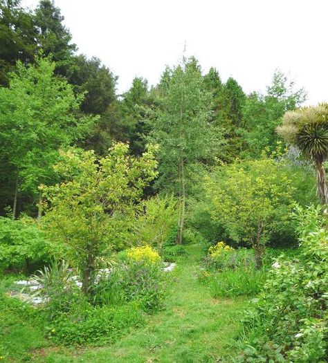 Tim Harland at the lower sunny edge of the forest garden In my last blog I described how a forest garden is designed to mimic a small woodland or forest comprising up to seven ‘layers’. These are usually made up of edible, medicinal or useful plants, trees, shrubs, climbers, herbs, ground cover and bulbs or tubers. I also explained what kind of trees you can choose to make up the tallest part of the canopy. I suggested Mulberry, as one option. The variety Illinois Everbearing is our variety of c Forest Gardening, Useful Plants, Apocalypse Landscape, Medicine Garden, Edge Of The Forest, Food Forest Garden, Gardening Planting, Small Forest, Natural Farming