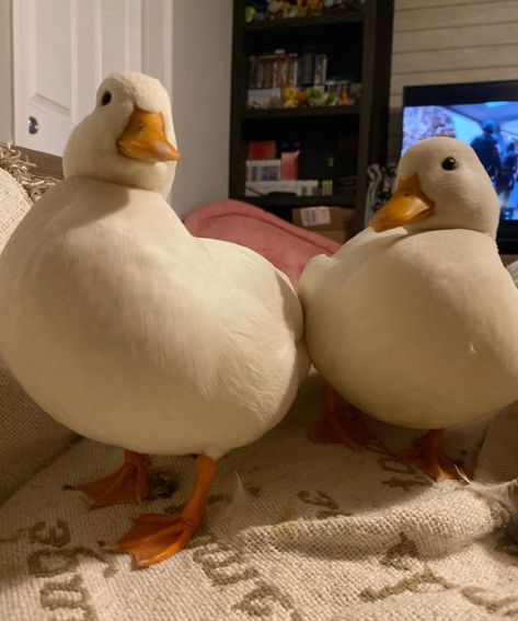 White Ducks Cute, Pet Duck Adam, Ducks Cute, Duck Couple, Duck Quotes, 2 Ducks, Pet Duck, Cute Ducks, Bird Pet