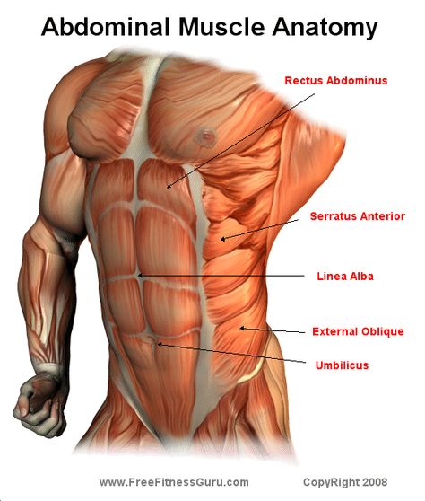 ab muscle anatomy. Now, how to effectively work 'em ... Abdominal Muscles Anatomy, Human Body Diagram, Muscle Diagram, Body Diagram, Human Body Anatomy, Muscular System, Abs Training, Muscle Anatomy, Human Anatomy And Physiology