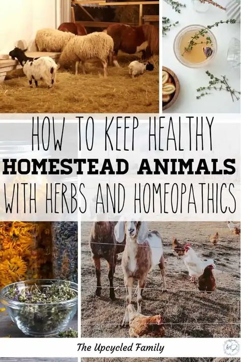 Animals For Homesteading, Herbs For Animals, Best Homestead Animals, Natural Animals, Raising Livestock, Livestock Shelter, Homestead Animals, Homesteading Animals, Hobby Farming