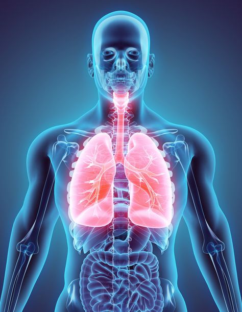 Lungs Medical Concept Lungs Anatomy, Human Body Diagram, Lung Anatomy, Human Body Temperature, Human Lungs, Body Diagram, The Human Body, Lungs, 3d Illustration