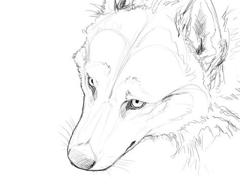 ~Top View Ref.~ Wolf Sketches, Wolf Sketch, Wolf Artwork, Wolf Face, Sketch Paper, Canine Art, Wolf Drawing, Animal Sketches, Creature Concept Art