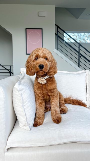 Mini Goldendoodle Teddy Bear Haircut, Teddy Bear Grooming Styles, Teddy Bear Haircut Goldendoodle, Teddy Bear Poodle Haircut, Golden Doodle Teddy Bear Cut, Mini Goldendoodle Haircut Styles, Golden Doodle Haircut Styles Teddy Bear, Doodle Teddy Bear Haircut, Goldendoodle Puppy Haircut