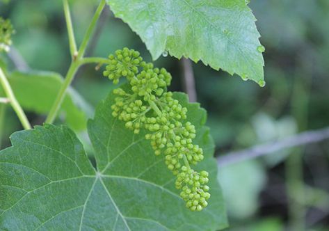 wild-grape-species Wild Grapes Plants, Wild Grape Vine, Grape Farm, Wild Grapes, Grape Plant, Grape Growing, Wild Foraging, Grow System, Growing Grapes