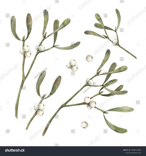 Winter Plants Illustration, Diy Mistletoe, Mistletoe Drawing, Mistletoe Diy, Winter Botanicals, Mistletoe Plant, Berries Watercolor, White Berries, Winter Plants