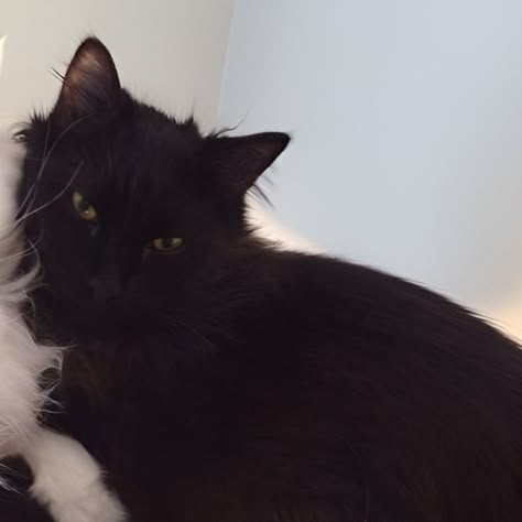 White And Black Cat Matching Pfp, Black And White Cat Matching Pfp, Black Cat And White Cat Together, Discreet Matching Pfp, Silly Cat Matching Pfp, Cat Pfps Matching, Matching Pfp Animals, Black Cat Matching Pfp, Monkey Matching Pfp