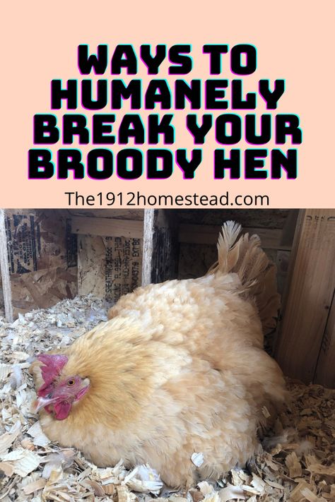 Broody Hen, Hen Coop, Homesteading Diy, Backyard Chicken Farming, Chicken Health, Coops Diy, Keeping Chickens, Hatching Eggs, Egg Laying