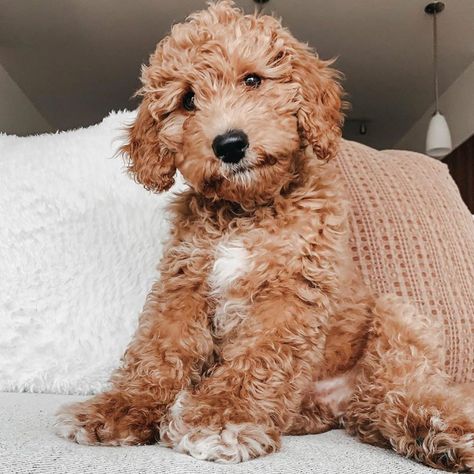 Top 7 Low Energy Hypoallergenic Dogs That Don't Shed - We Love Doodles Hypoallergenic Dogs, Love Doodles, Low Energy, Dog Breeds, Shed, Doodles, Energy, Bed, Dogs