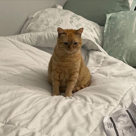 Timmy The Chonk, Cat Mood, Y2k Background, Cats Pictures, Kittens And Puppies, Fluffy Animals, Ginger Cats, Cat Aesthetic, Fat Cats