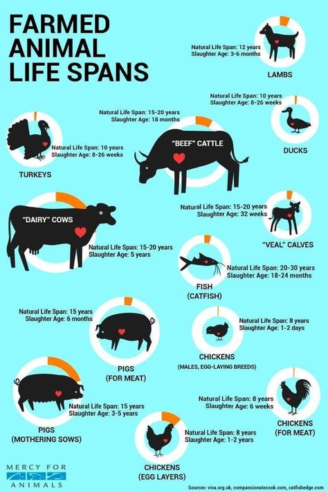 Farm Infographic, Swat Police, Raising Farm Animals, Farm Plans, Livestock Farming, Homestead Farm, Farm Sanctuary, Animal Activism, Future Farms