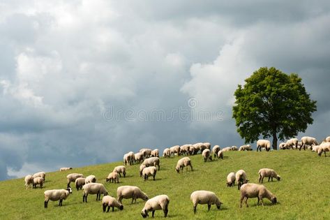 Sheep On A Hill, Sheep Landscape, Sheep Pasture, Felted Painting, Mac Backgrounds, Vbs 2023, Photo Landscape, Mountain Pictures, Sheep Art