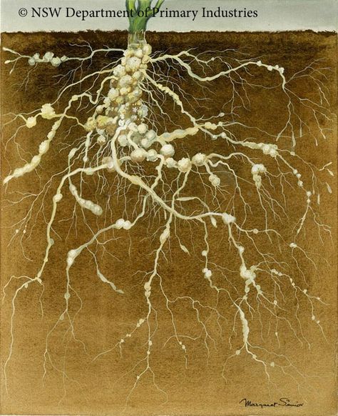 Margaret Senior : Root Knot nematode Root Drawing, Edible Landscape, Nature Patterns, Health Disease, Plant Diseases, Edible Landscaping, Complex Systems, Plant Health, Scientific Illustration