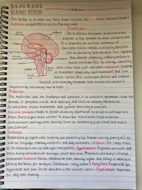 Human Nervous System Notes, Neurosurgeon Study Notes, Neurosurgeon Notes, Human Body Systems Notes, Nuero Science, Biological Psychology, Med Student Notes, Brain Notes Aesthetic, Nervous System Notes Aesthetic