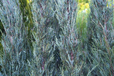 How to Grow and Care for Skyrocket Juniper Tree Skyrocket Juniper, Leyland Cypress Trees, Lily Turf, Short Trees, Leyland Cypress, Juniper Tree, Japanese Forest, Bonsai Soil, Columnar Trees