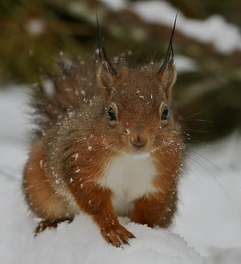 https://flic.kr/p/QTRT9T | red squirrel | red squirrel in the snow Types Of Squirrels, Red Squirrel Aesthetic, Squirrel Fursona, Squirrel Reference, Squirrel Aesthetic, Squirrel Mask, Winter Squirrel, American Red Squirrel, Red Squirrels