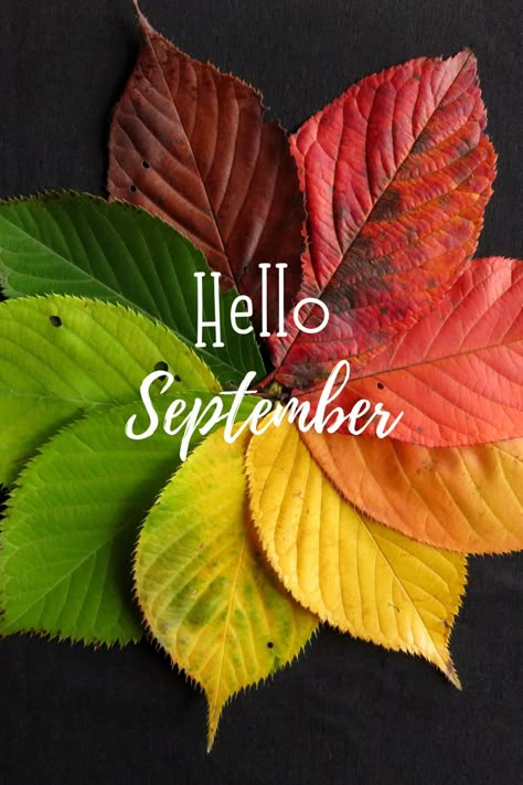 Hello September Quotes, Hello Fall Quotes, Hello September Images, New Month Wishes, September Images, September Quotes, Free Fall Wallpaper, Neuer Monat, New Month Quotes