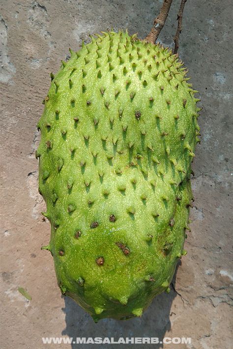 Soursop/Graviola - Tropical Fruits you didn't know existed! [List and pictures] with other fruits besides mangosteen, rambutan and dragon fruit, such as cucumber tree fruit, java plum, buddha's hand, pomelo and much more! See them all here at www.MasalaHerb.com #tropicalfruits #exoticfruits #tropics Cucumber Tree, Tropical Fruit Salad Recipe, Alien Inspiration, Asean Countries, Vegetables Pictures, Soursop Fruit, Cocoa Fruit, Cacao Fruit, Fruits And Vegetables Pictures