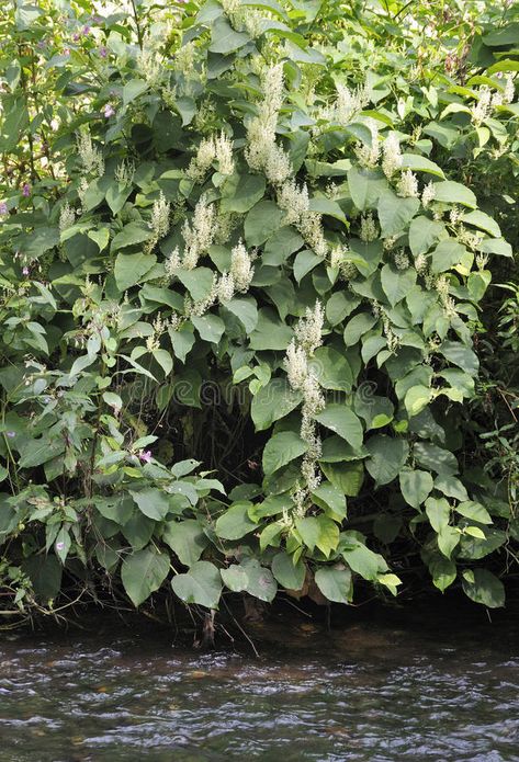 Japanese Knotweed. Fallopia japonica Invasive alien riverside plant by River Usk #Sponsored , #Paid, #PAID, #Fallopia, #Japanese, #Invasive, #japonica Japanese Knotweed, Fall O, Vector Pattern, Wales, Herbs, Stock Images, Black And White, Plants, White