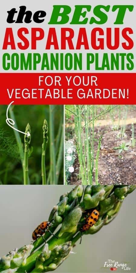 The Best Asparagus Companion Plants for Your Vegetable Garden The Best Asparagus, Asparagus Garden, Raised Veggie Gardens, Best Asparagus, Parsley Plant, Tomato Planter, Growing Asparagus, Companion Planting Vegetables, Asparagus Plant