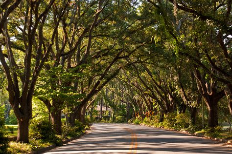 Albany, Georgia.  I lived in Albany in 1971 and taught at Jackson Heights Elementary School.  For a girl who had just graduated from UCSB, it was another world. Albany Georgia, I Miss Home, Hoagy Carmichael, Tree Tunnel, An Attitude Of Gratitude, Jackson Heights, Miles To Go, Sea To Shining Sea, We're Moving