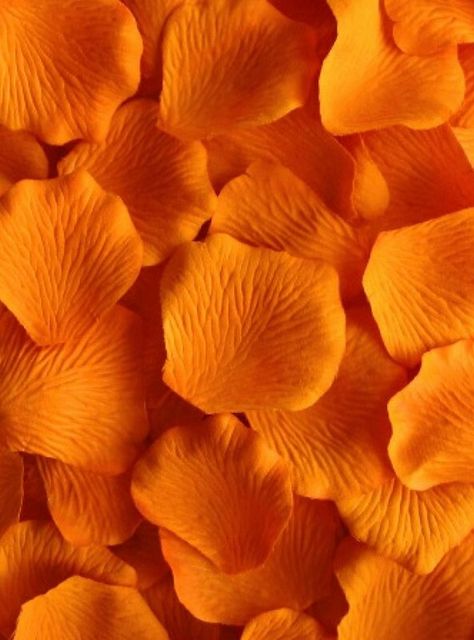 I ❤ COLOR NARANJA ❤ Orange petals | Life in colors !!! | Pinterest | Orange aesthetic, Oc and Photography Orange Photography, Simply Orange, Probiotic Yogurt, Rainbow Aesthetic, God Mat, Orange You Glad, Orange Colour, Orange Aesthetic, Orange Wallpaper