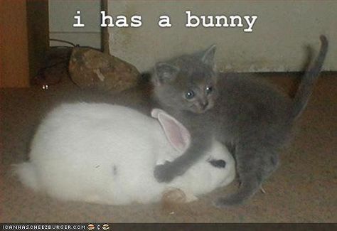 Take Action Bunny Pics, Cat Things, Funny Cat Photos, Bunny Pictures, Cute Hamsters, Funny Bunnies, A Bunny, Funny Cat Pictures, Funny Animal Pictures