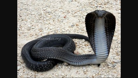 Dream Snake, King Cobra Snake, Snake Photos, Cobra Tattoo, Dark Jungle, Cobra Snake, Cute Snake, Reptile Snakes, Snake Art