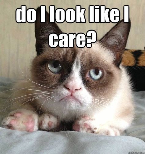 #GrumpyCatMeme For more Grumpy Cat stuff, gifts, quotes and meme visit www.pinterest.com/erikakaisersot Grump Cat, Grumpy Cat Meme, Grumpy Cat Quotes, Google Glass, Meme Comics, Grumpy Cat Humor, Angry Cat, Cat Quotes, Funny Cat Memes