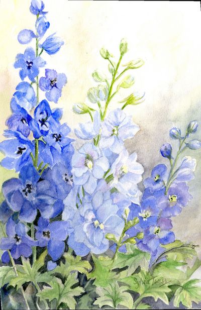 Blue Delphinium Painting, Delphinium Painting, Fox Gloves, Xmas Flowers, Watercolor Pencil Art, Delphinium Flowers, Flower Line Drawings, Watercolor Poppies, Watercolor Books