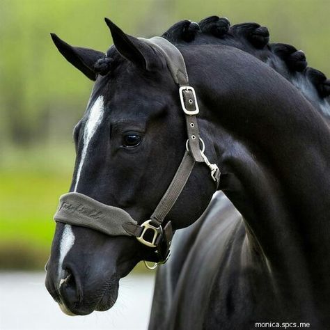 Beautiful Horses Photography, Cute Horse Pictures, Beautiful Horse Pictures, Black Horses, Most Beautiful Horses, Horse Face, Dressage Horses, Majestic Horse, Beautiful Horse